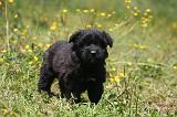 BOUVIER DES FLANDRES 464